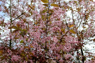 Prunus padus 'Colorata' - střemcha obecná - květenství a listy